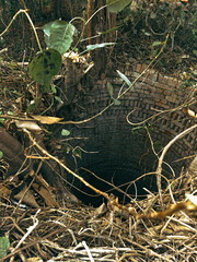 green moss on the ground