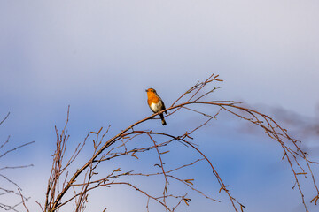 Looking up at a Robin perched on a bare tree in winter, with a blue sky behind