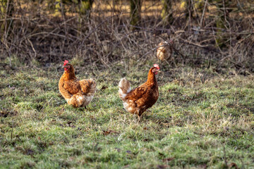 Free range chickens roaming on farmland in the Sussex countryside
