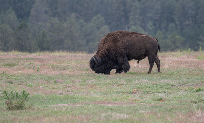 Bison grazing in Custer State Park, South Dakota, USA