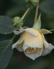 White rose flowers  Białe róże © Paweł Jarecki