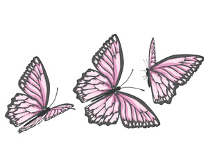 positive quote butterfly pink flower rose and daisies watercolor hand drawn design	