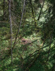 Obraz premium A view down from the treetops to the ground in the forest; the play of sun and shadow. Spring, everything in light green tones.
