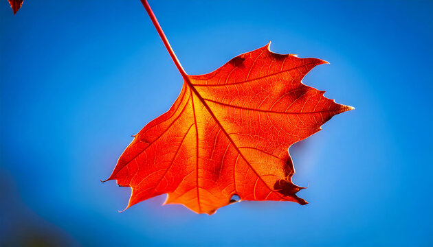 Vibrant red autumn leaf backlit against a clear blue sky.  Perfect for fall themes, nature designs, or seasonal marketing.  High-resolution detail showcases intricate leaf veins.