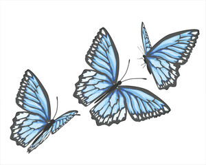 three blue butterflies	