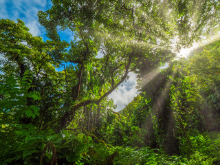 Fototapeta premium A walk through the Maui Jungle forest landscape and with a view bottom up you see a stunning sun ray shine though the leaves