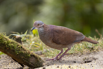 Aves de mi región