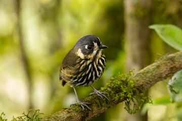 Aves de mi región