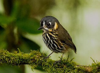 Aves de mi región