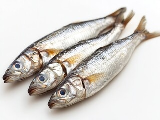 Pilchardus,sardines