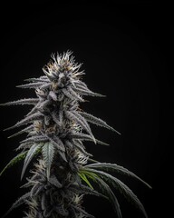 Cannabis bud on black background. Closeup macro composition. Generative Ai