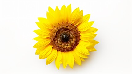 Naklejka premium Sunflower Isolated White Background