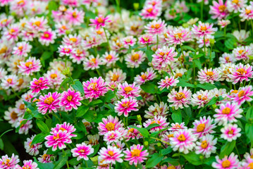 Zinnia flowers at home flower garden.