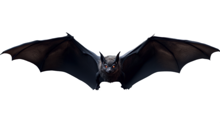 A close-up photo of a dancing bat