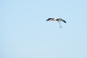 A yellow-billed stork is flying in the sky.