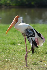 Yellow-billed Openbill is looking for food.