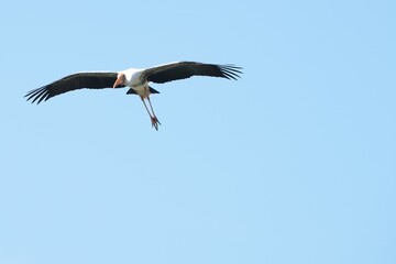 Fototapeta premium A yellow-billed stork is flying in the sky.