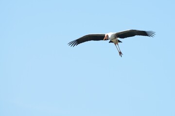 A yellow-billed stork is flying in the sky.
