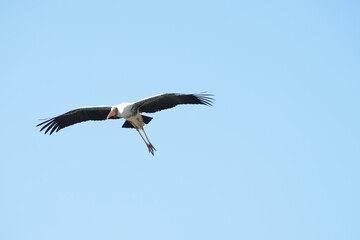 A yellow-billed stork is flying in the sky.