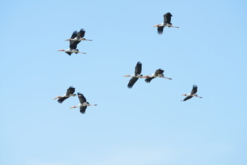A yellow-billed stork is flying in the sky.