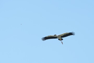 A yellow-billed stork is flying in the sky.
