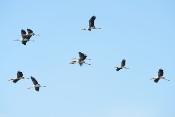 A yellow-billed stork is flying in the sky.