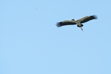 Obraz premium A yellow-billed stork is flying in the sky.