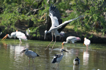 A yellow-billed heron is gliding in the water.