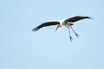 A yellow-billed stork is flying in the sky.