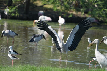 A yellow-billed heron is gliding in the water.