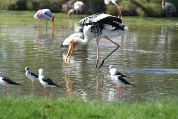 Yellow-billed Storks are foraging together with Candle-throated Storks.
