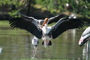 A yellow-billed heron is spreading its wings and sunbathing.