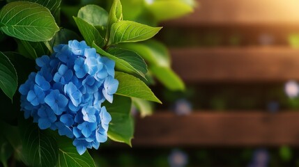 Lush Blue Hydrangea Flower with Green Leaves and Wooden Background in Soft Light