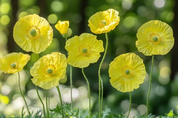 Obraz premium Bright yellow poppies in full bloom with delicate petals illuminated by soft sunlight, creating a cheerful and vibrant display of nature's beauty against a blurred green background