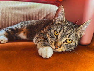 portrait of a cat on the couch