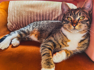 portrait of a cat on the couch