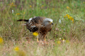 Milan royal,.Milvus milvus , Red Kite