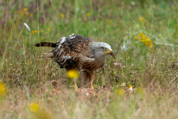 Milan royal,.Milvus milvus , Red Kite