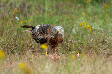 Milan royal,.Milvus milvus , Red Kite