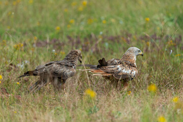 Milan royal,.Milvus milvus , Red Kite