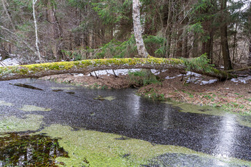 moss-covered fallen tree lies across a winter forest stream.