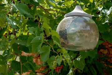 mangeoire en verre à oiseaux, Jardin