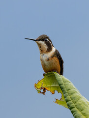 Colibríes y otros lindos pájaros © Santiago