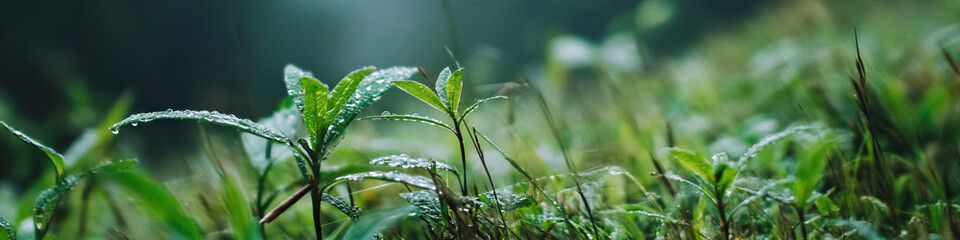 Obraz premium Dew-Covered Green Plants and Grasses