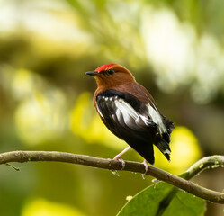 Colibríes y otros lindos pájaros © Santiago