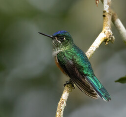 Colibríes y otros lindos pájaros