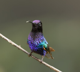 Colibríes y otros lindos pájaros © Santiago