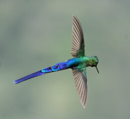 Colibríes y otros lindos pájaros © Santiago