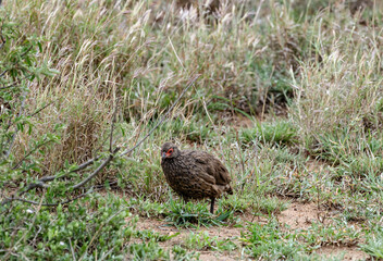 Swainson's spurfowl or Swainsons francolin is a species of bird in the family Phasianidae which is native to southern Africa. Pternistis swainsonii. Kruger National Park, South Africa.