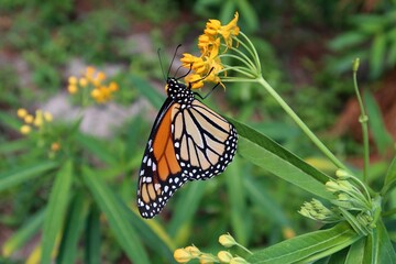 Monarch butterfly on yellow asclepias flowers in Florida nature, closeup
